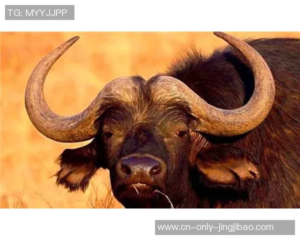 米兰是猎人仍是猎物?阿莱格里:不,我不喜欢打猎 米兰是猎人仍是猎物?阿莱格里:不,我不喜欢打猎